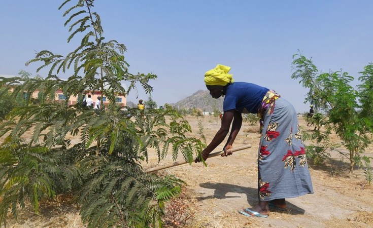 You are currently viewing Cameroon Says Nigerian Refugee Trees Reduce Conflicts